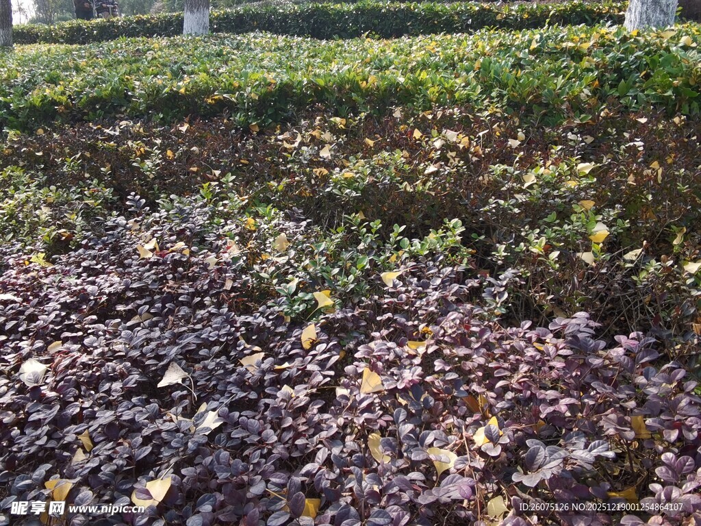 花园中多彩植物景观