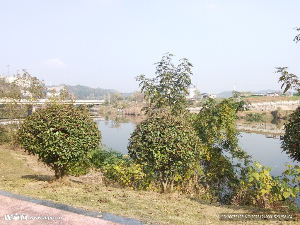 湖畔绿植景观