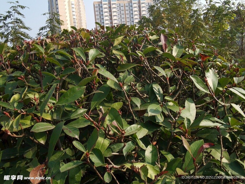 绿叶繁茂的植物景观