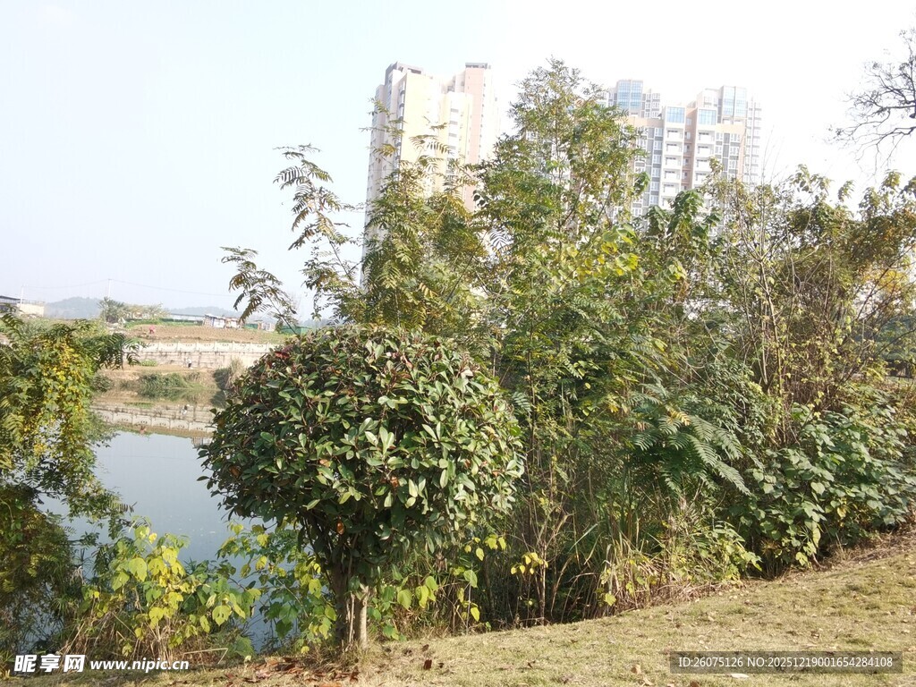 湖畔绿植景观