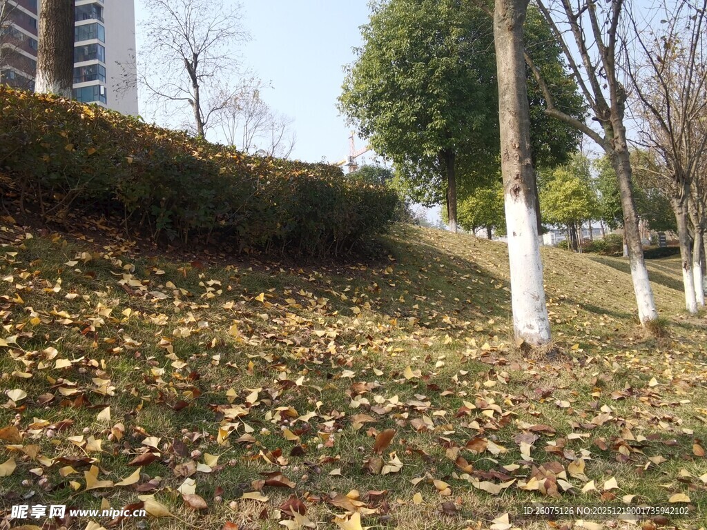 秋日路边落叶景致