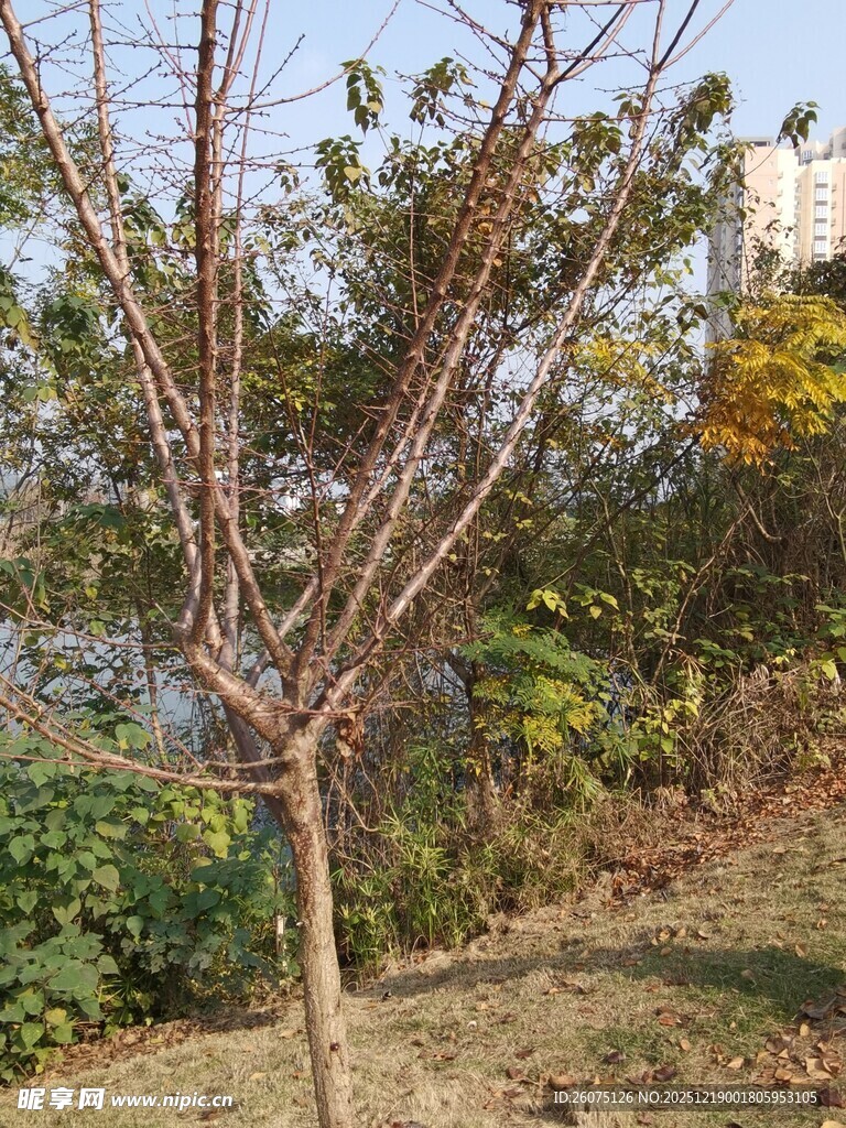 秋日光秃树木与周边景致