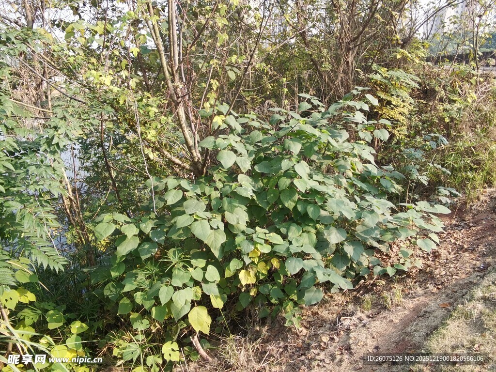 户外繁茂绿植景象