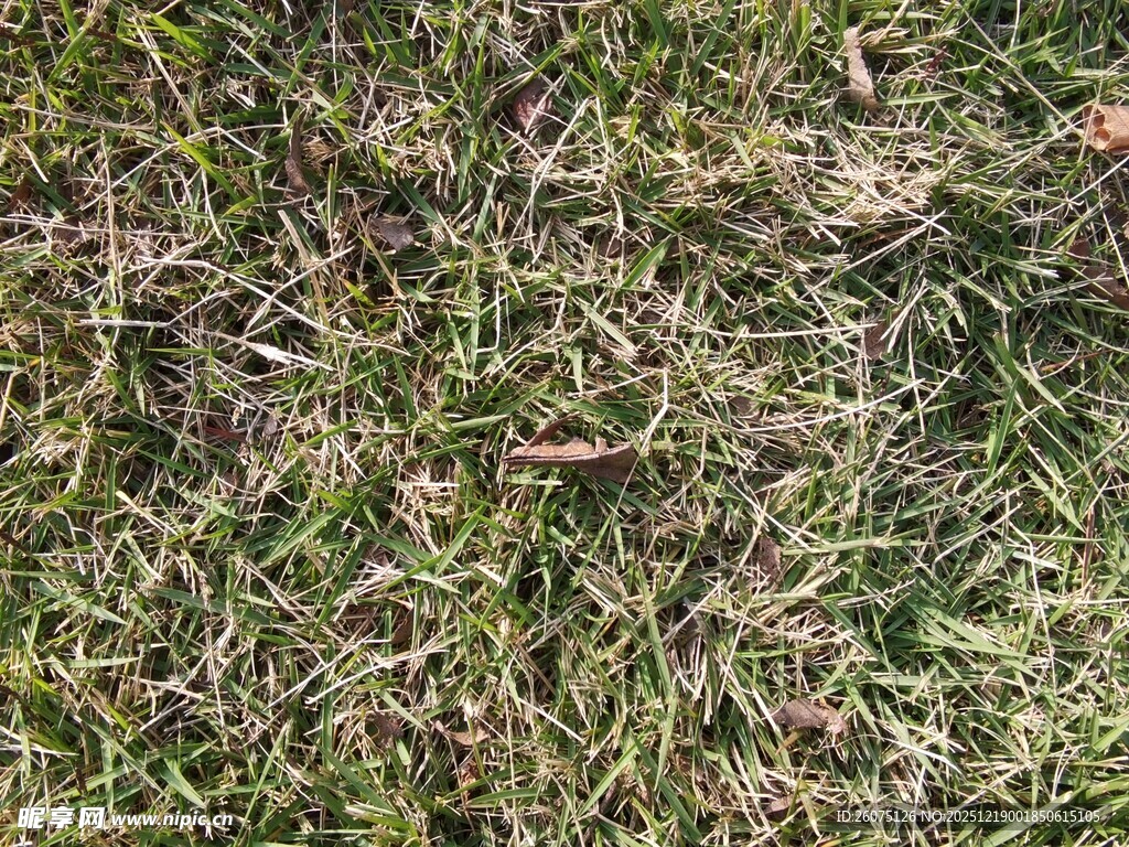 地面上的绿色杂草