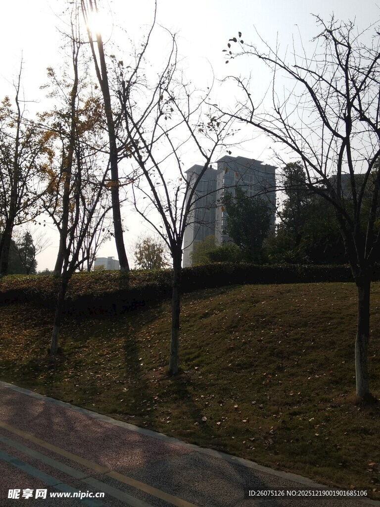 城市路边萧瑟树木景观