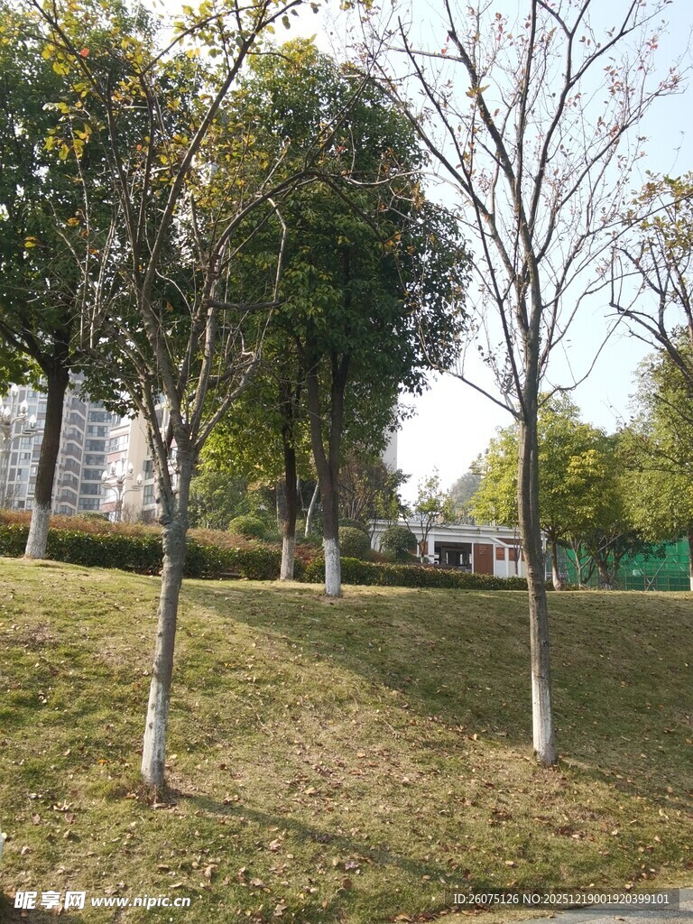 公园草地树木景致