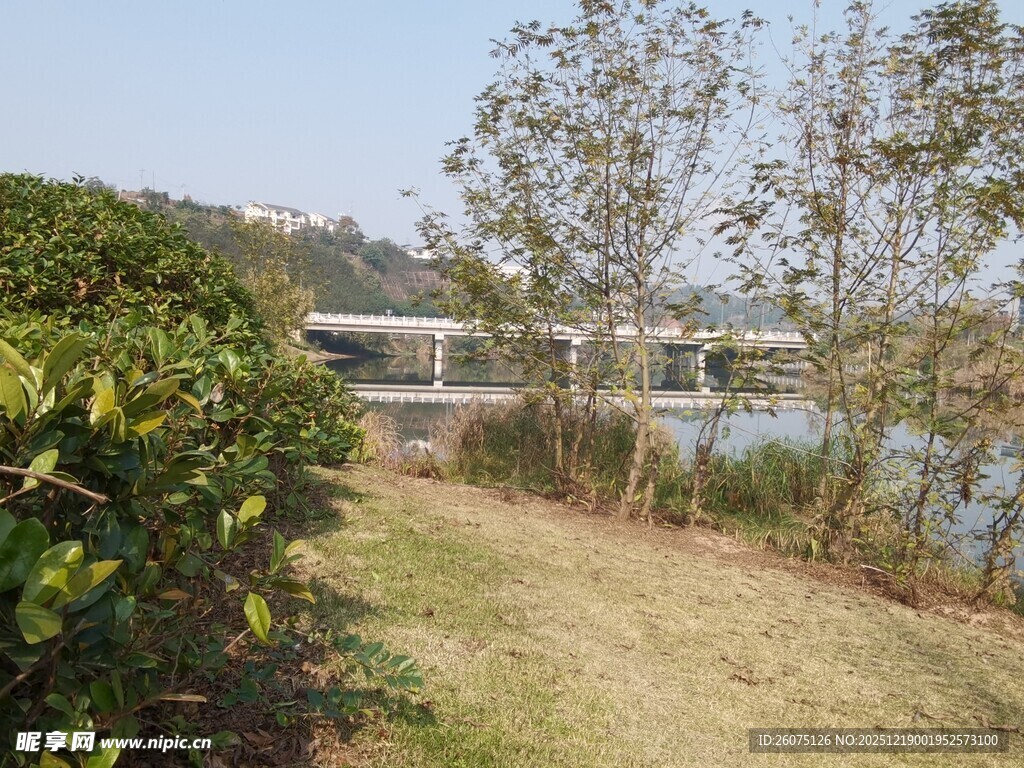 河畔绿植与远处桥梁风景