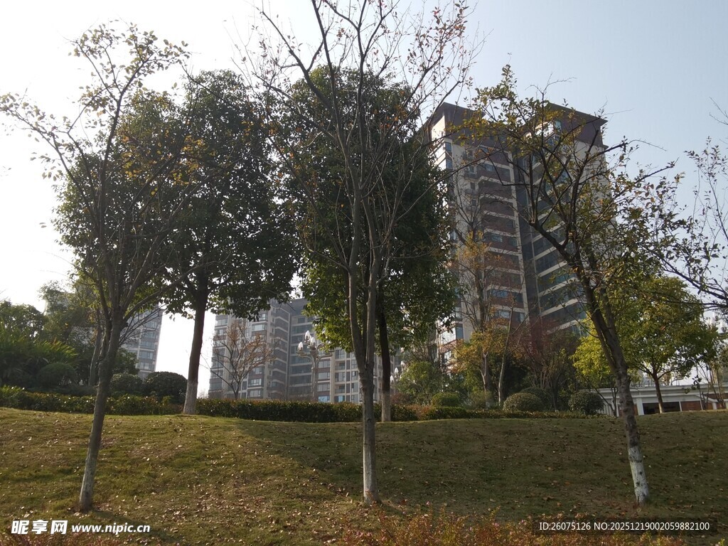 城市草地旁的树木与高楼