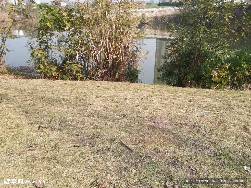 户外草地旁的绿植景观