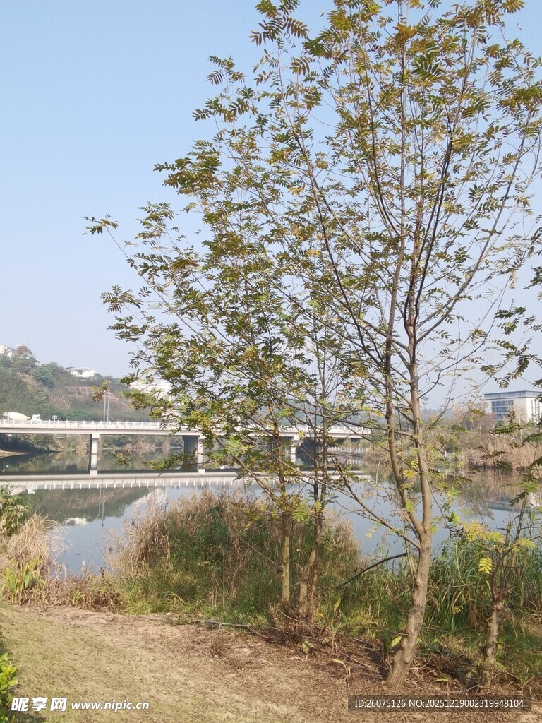 河畔绿树与远处桥梁景致