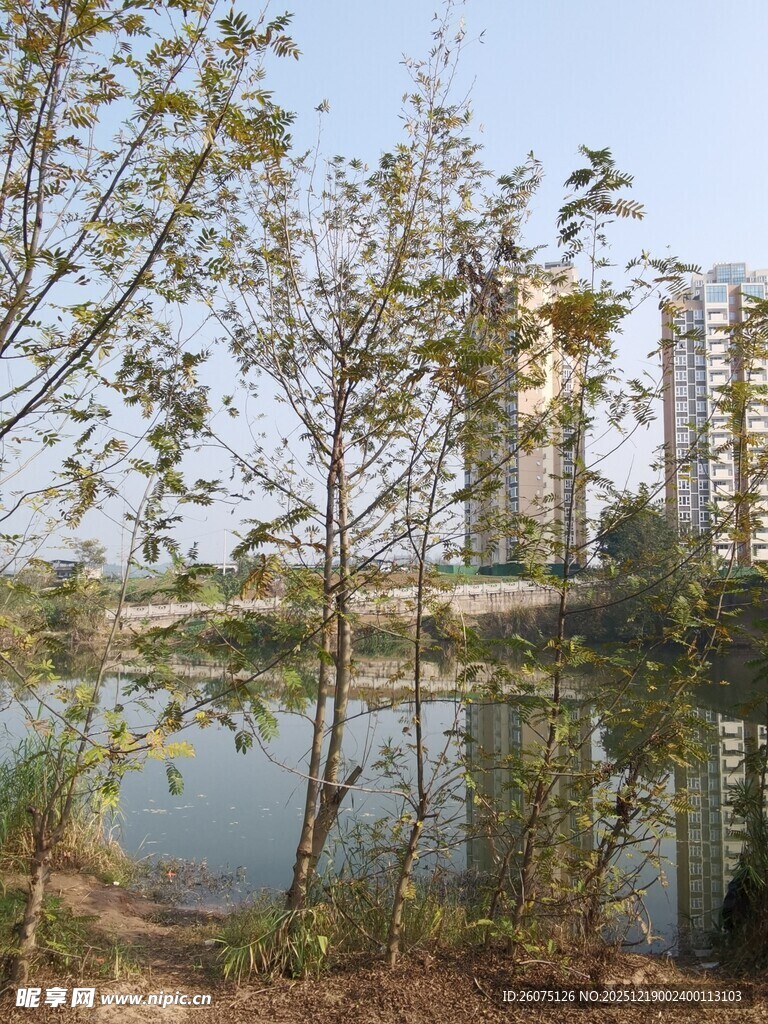 湖畔树木与远处高楼景致