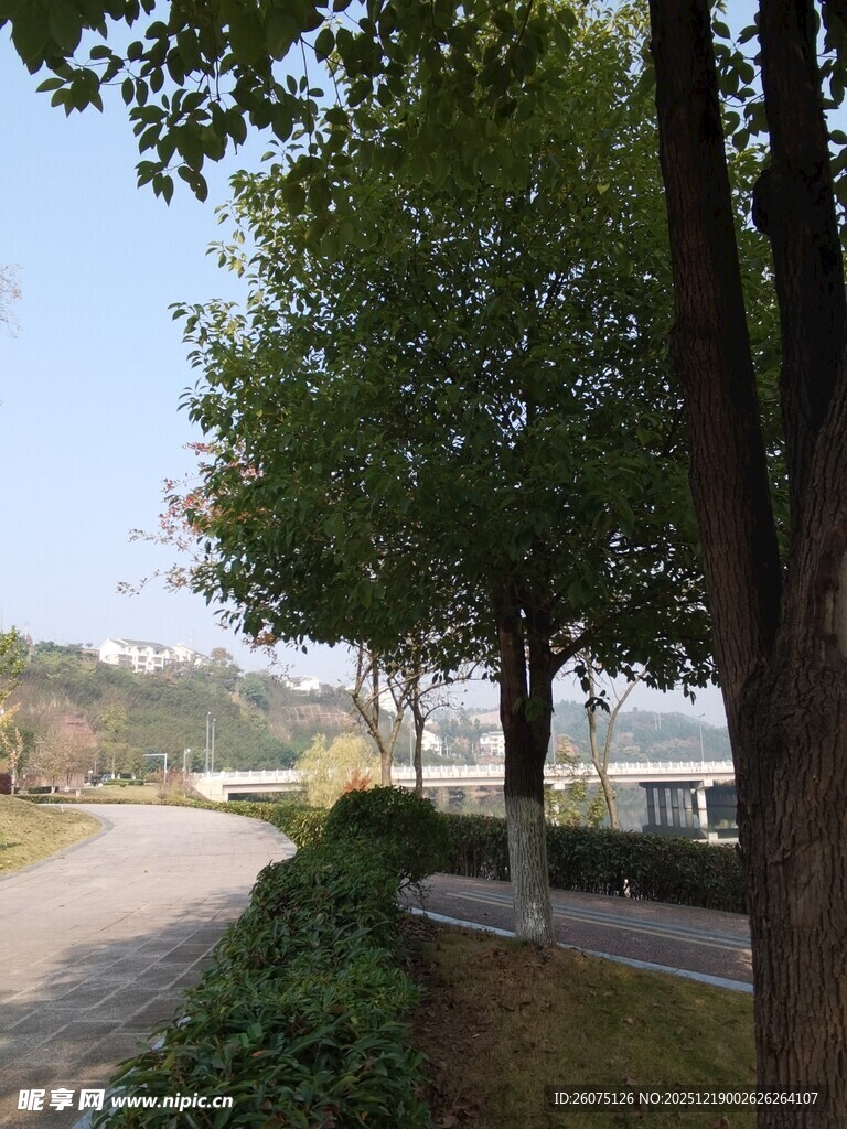 路边绿树成荫的宁静景象