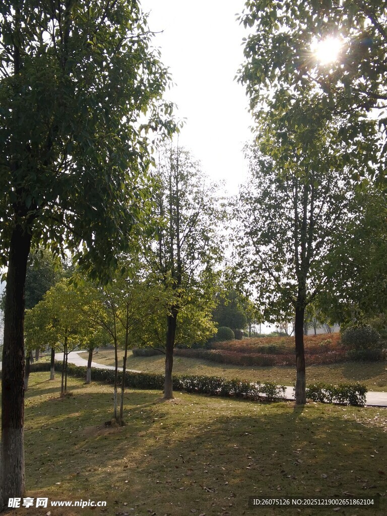 林间河畔的静谧风景