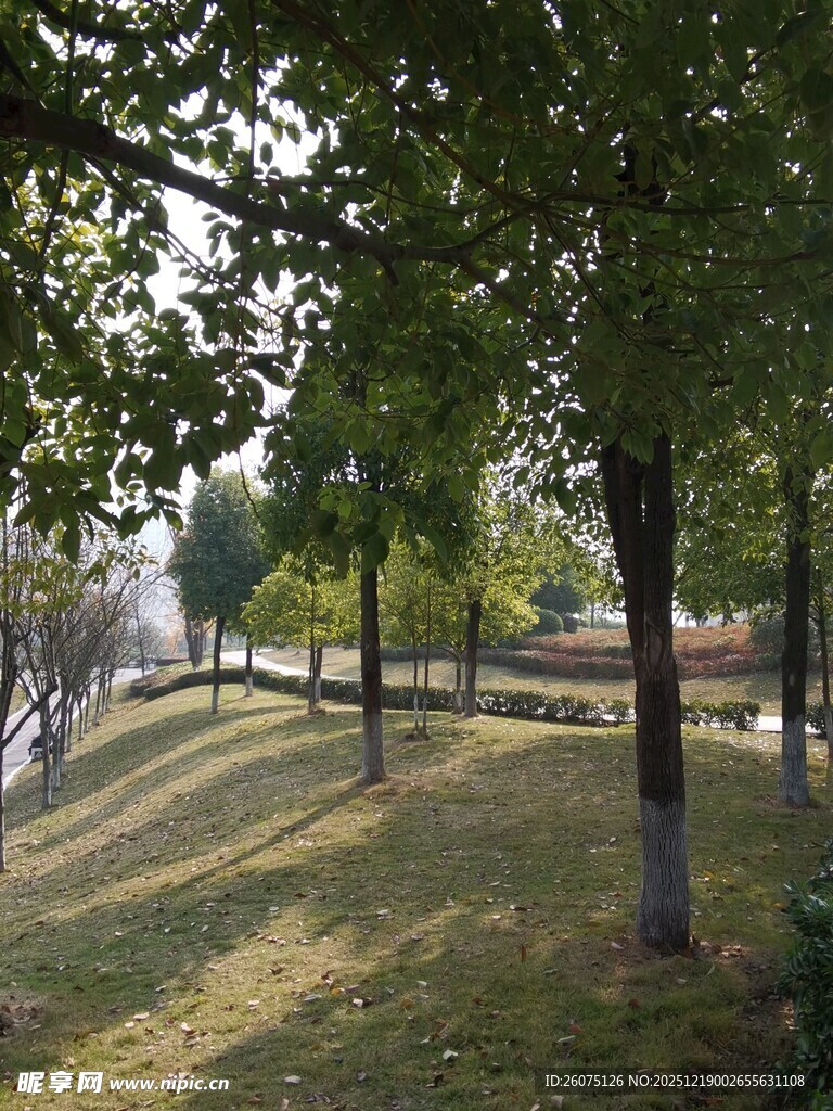 阳光洒落的静谧林间小道