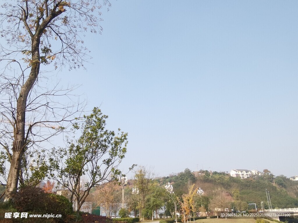 郊外光秃树木与远景