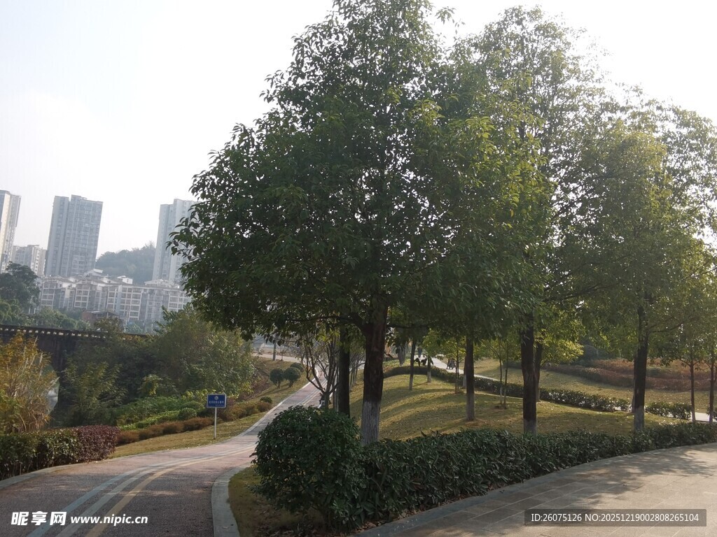 城市中的静谧林荫道