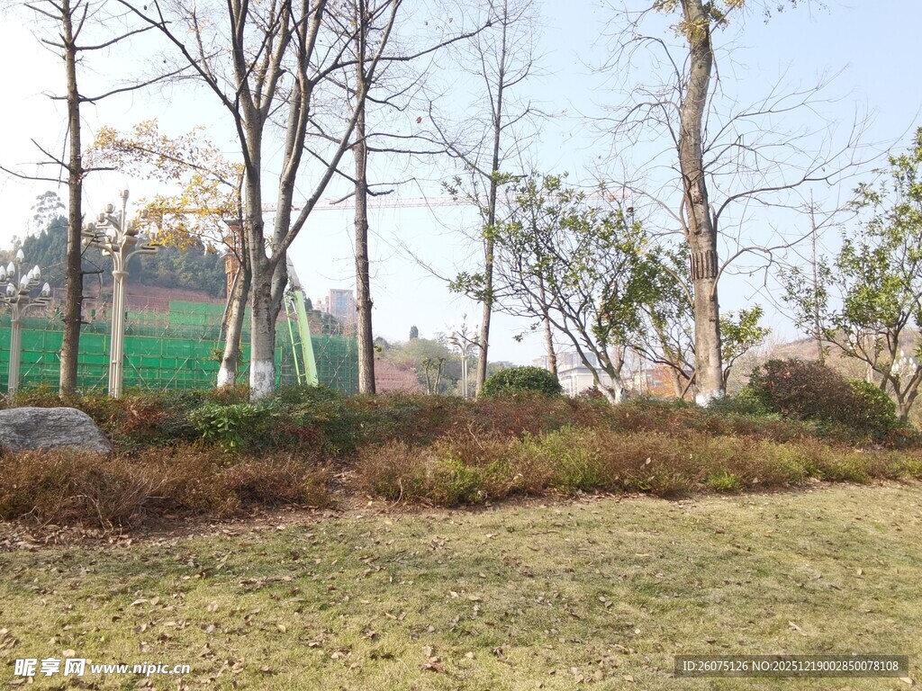 户外公园草地树木景观