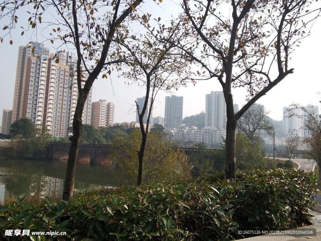 城市河畔树木与高楼景致