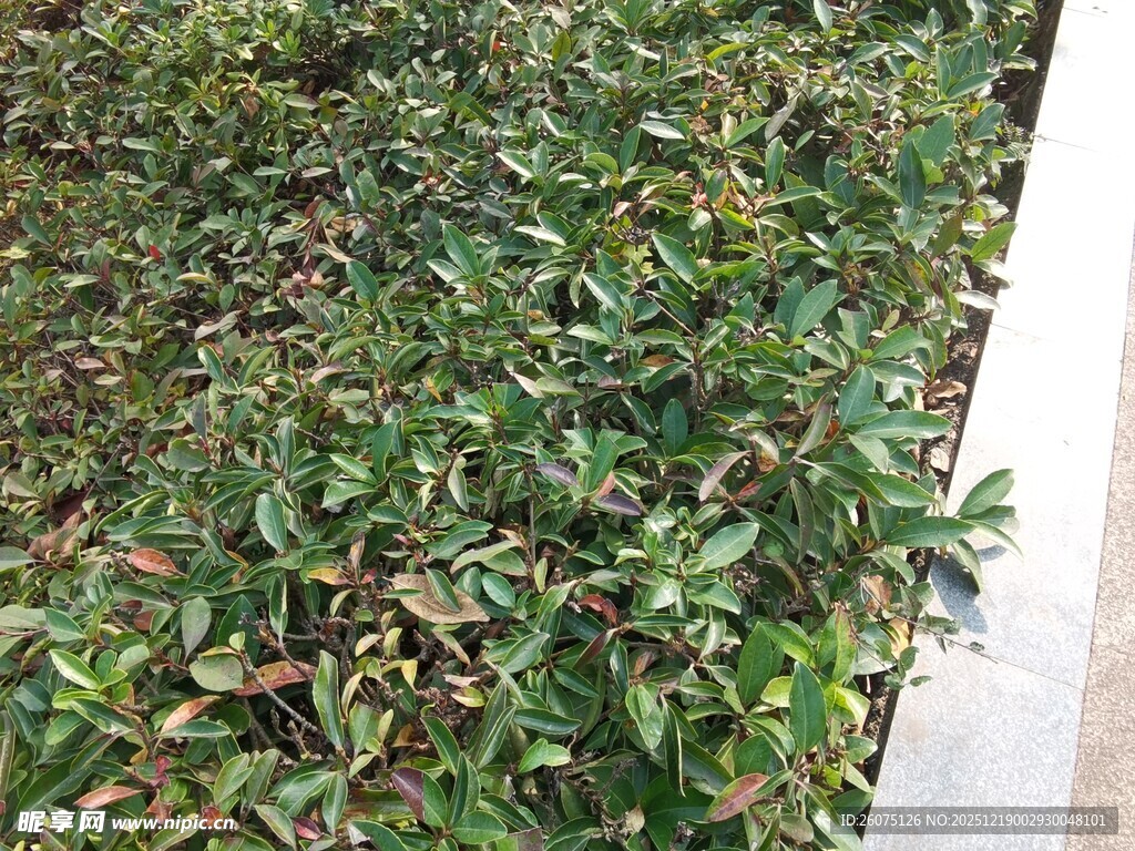 绿叶繁茂的灌木丛