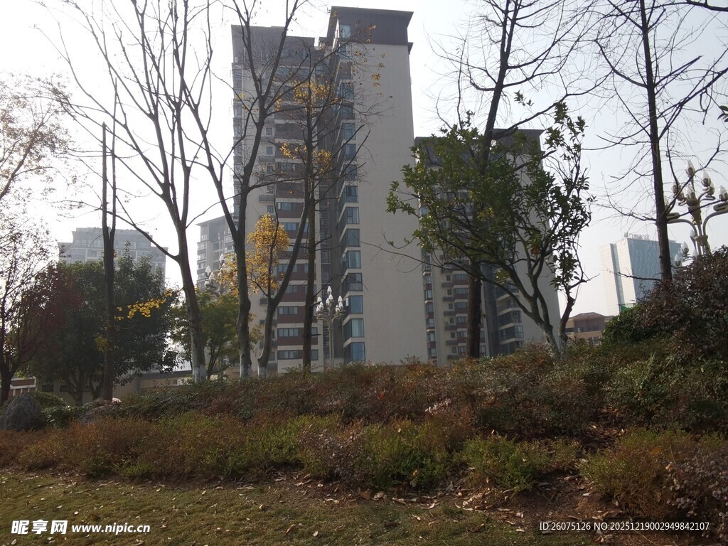 城市中的高楼与周边植被