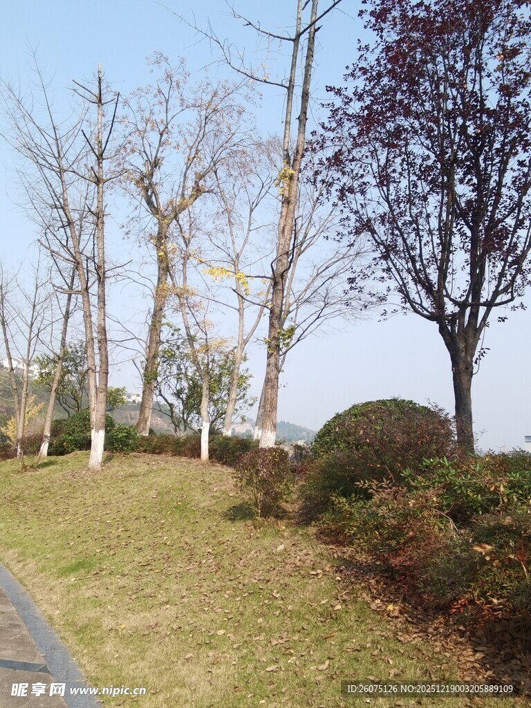 冬日公园的萧瑟景致