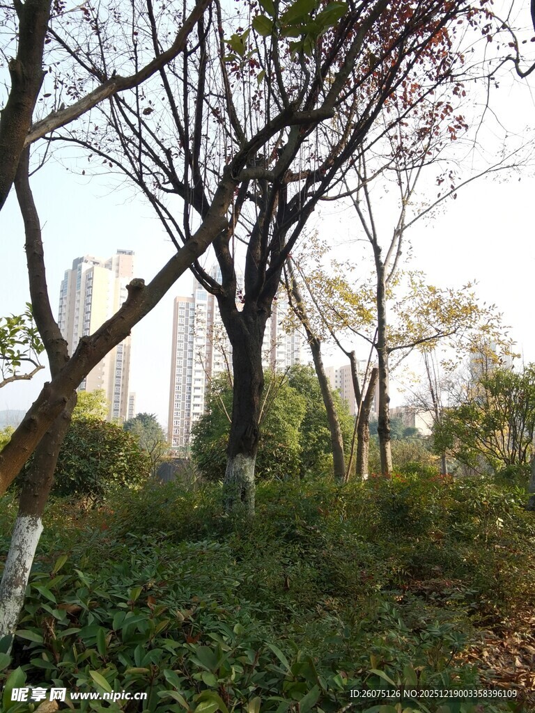 城市中的树林景观