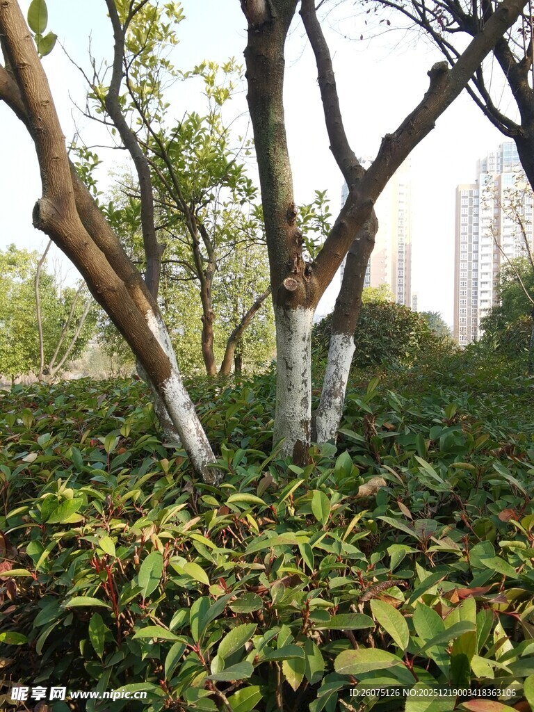 林间树木与繁茂绿植景观