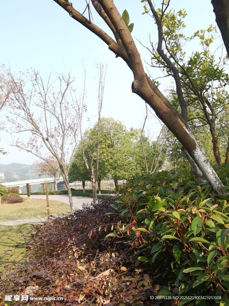 户外弯曲树木与绿植景观