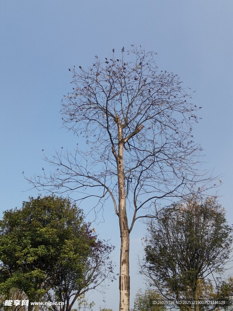 冬日枯树与葱郁树木同框