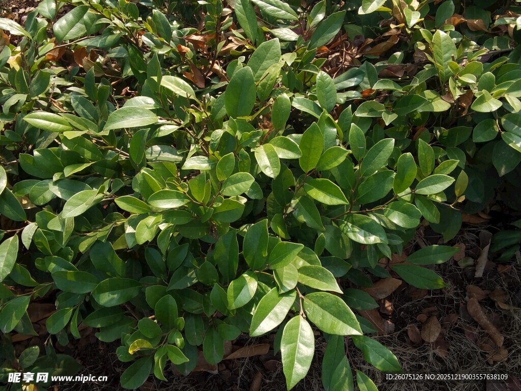 翠绿繁茂的灌木丛