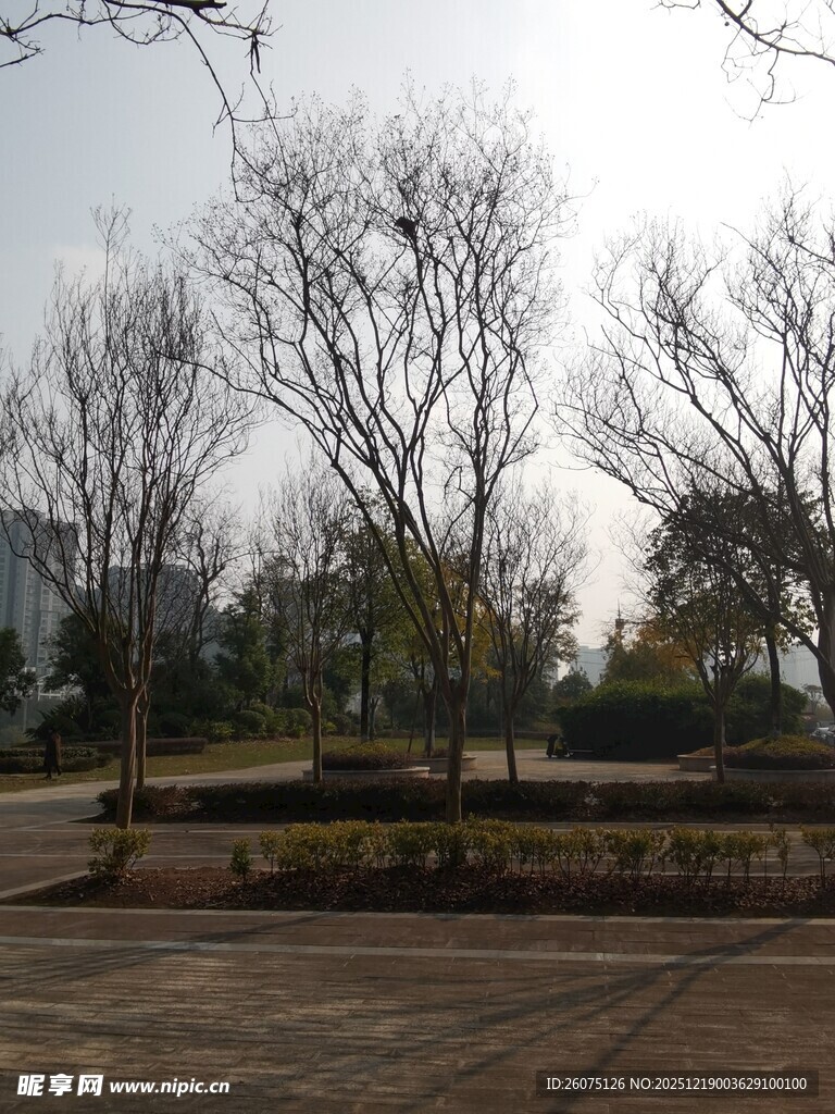 冬日公园空旷景致