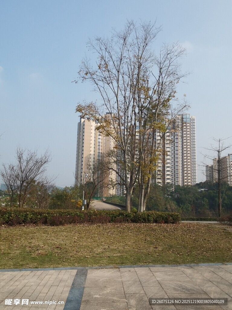 城市景观中的高楼与树木