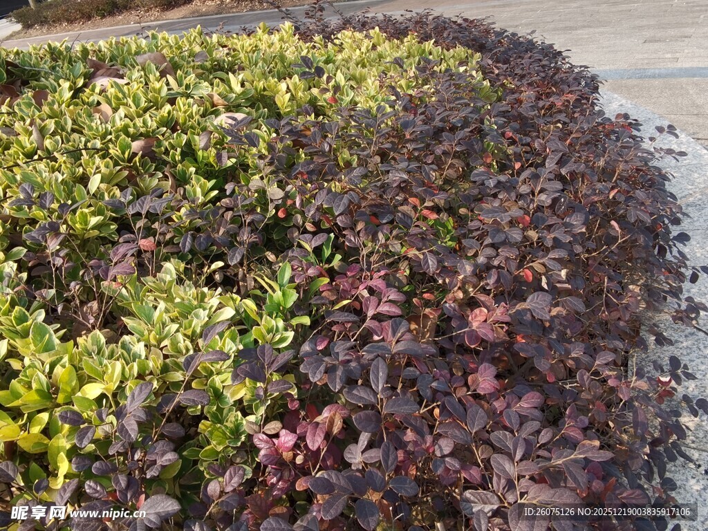 多彩多肉植物景观