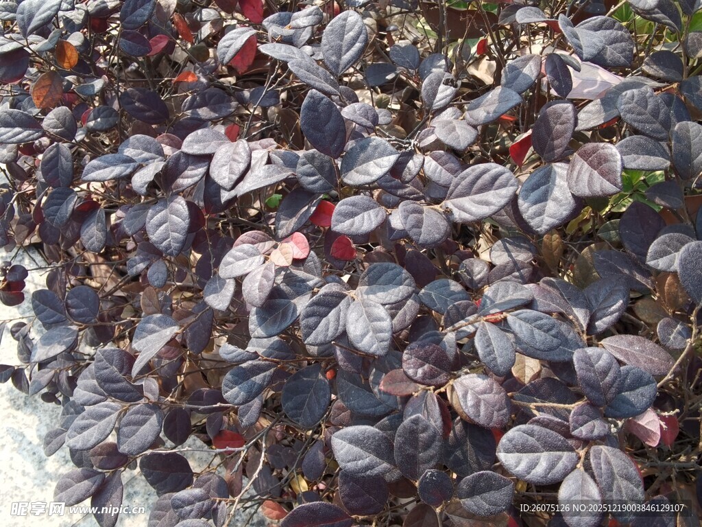 紫叶酢浆草植物特写