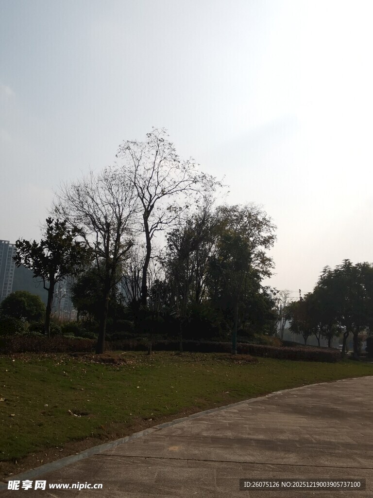 户外宁静的林荫小道