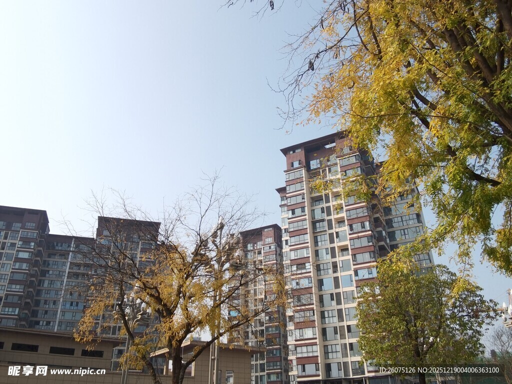 秋日小区旁的树木与楼房