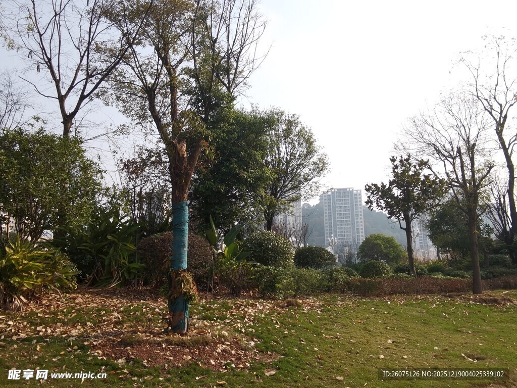 秋日公园落叶景致