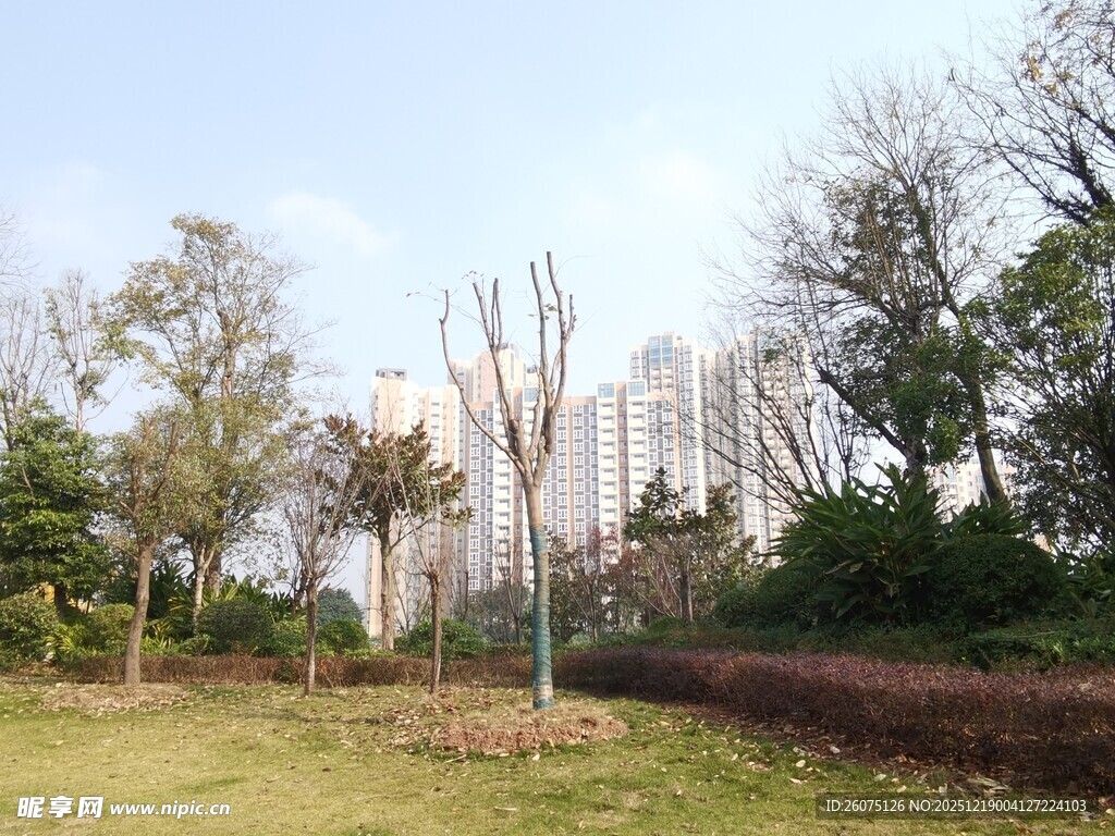 城市公园中的树木与高楼
