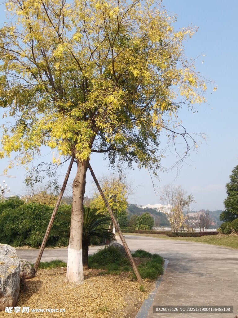 秋日路旁的金黄树木