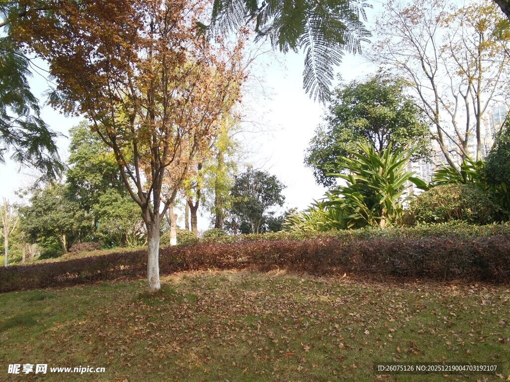 秋日公园草地树木景致