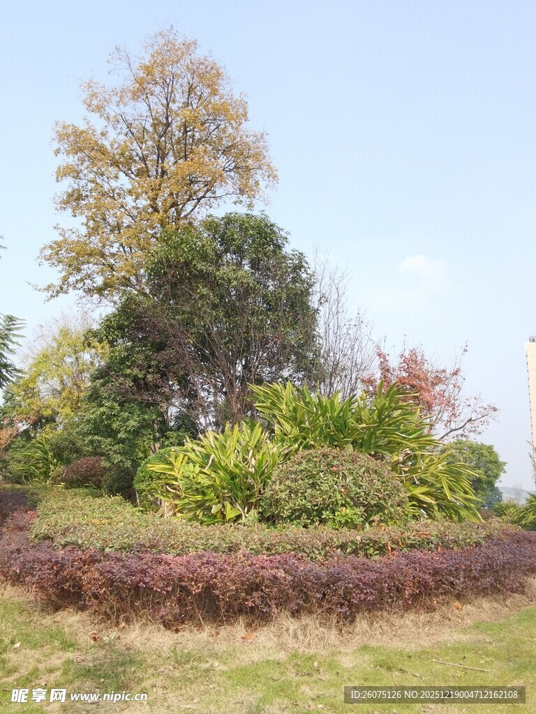 秋日户外多彩植物景观