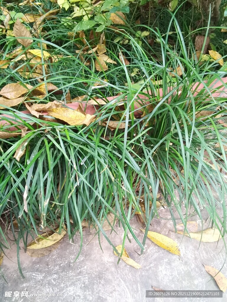 翠绿草丛间散落枯黄叶片