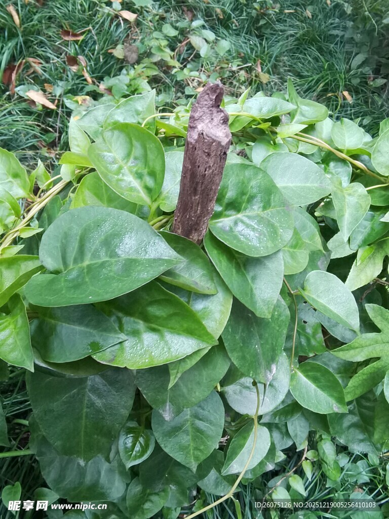 绿叶丛中的紫色植物