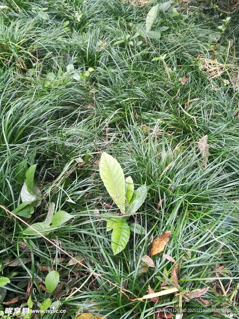 地面的绿色植物与叶片