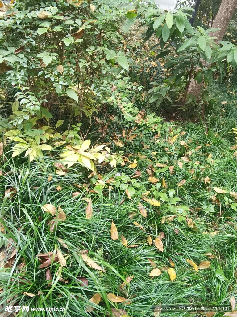 林间草地散落枯黄叶片