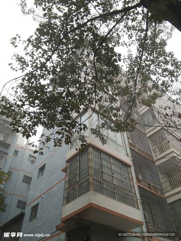 透过树枝看楼房