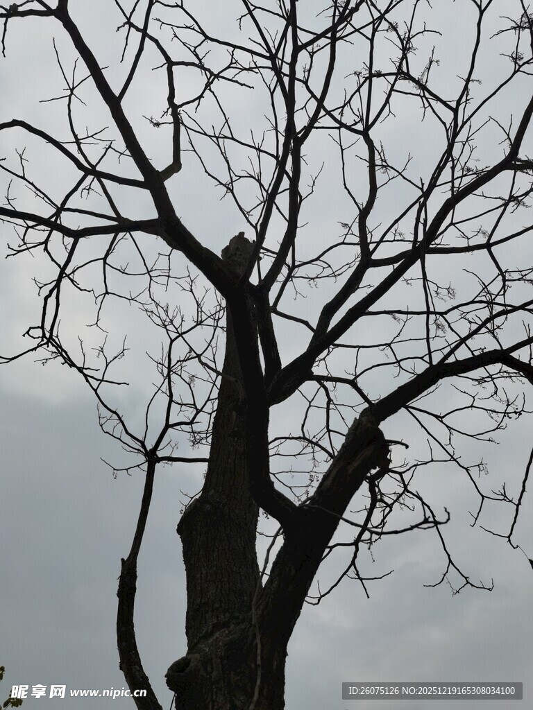 冬日枯树剪影