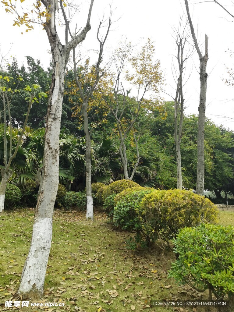 秋日园林树木与灌木景观