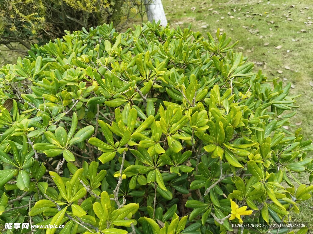 绿叶丛中一朵黄花