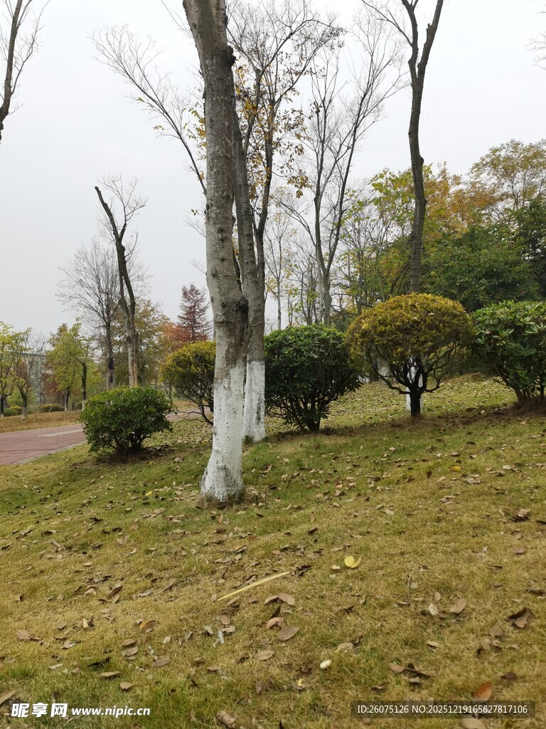 秋日公园枯树绿植景致